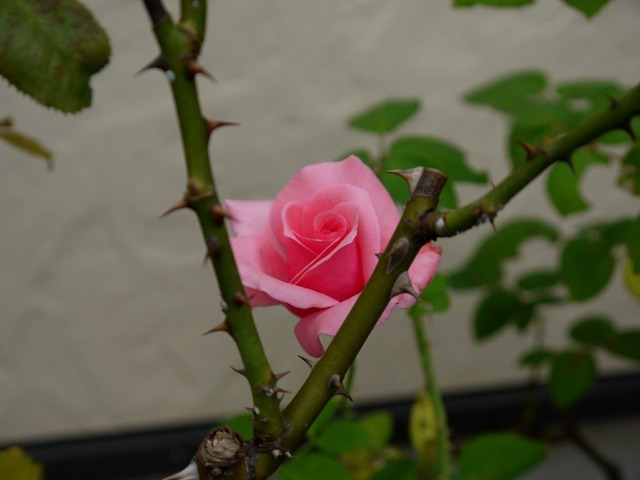 20171011P1330165バラa