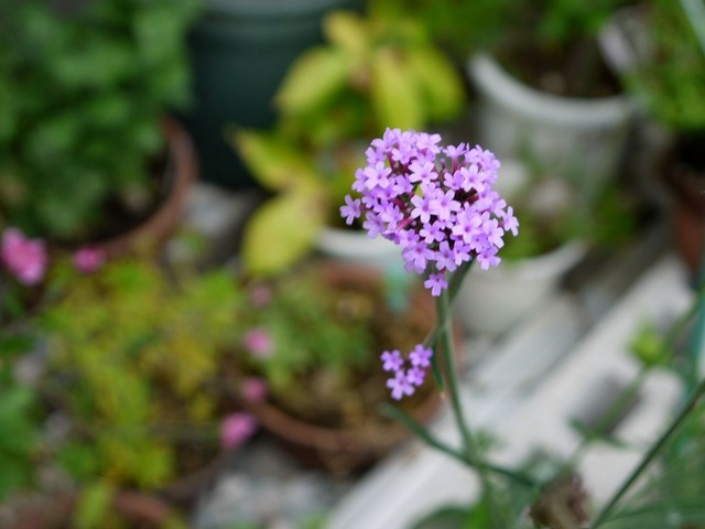 20171011P1330168a