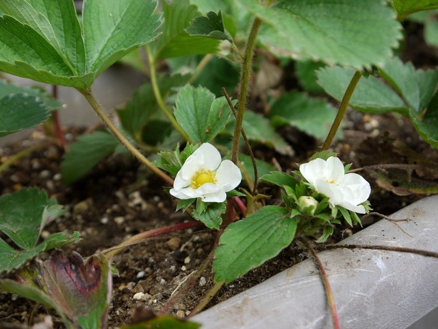 20171011P1330162イチゴの花a