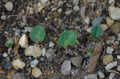 DSC_7594_394sikuramen_Ed01