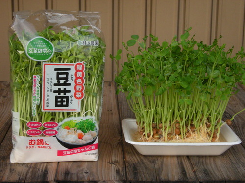 DSCN5790_3002daizumoyasi_Ed01