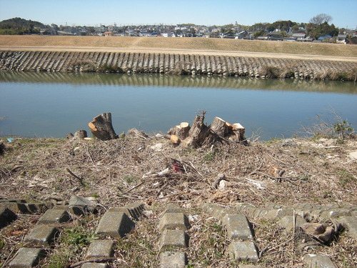 DSCN5018_1159muzubenoki_Ed01