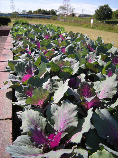 DSCN4051_1106habotann_Ed01