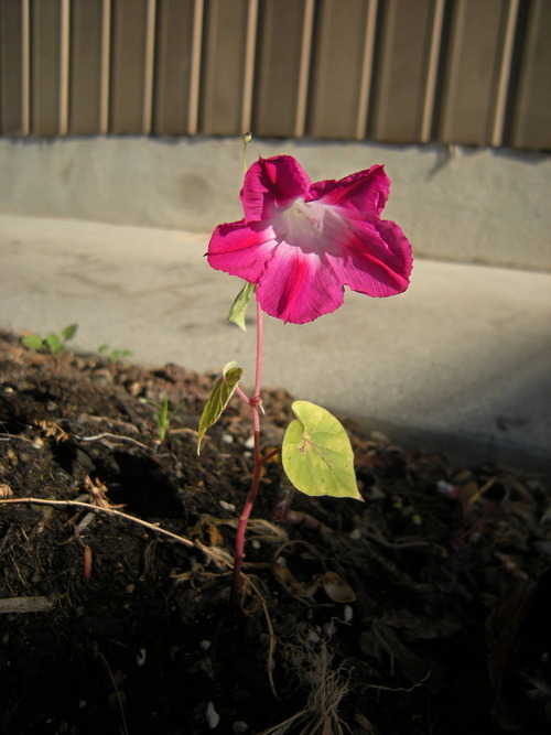 DSCN4932_296joubunaasagao_Ed01