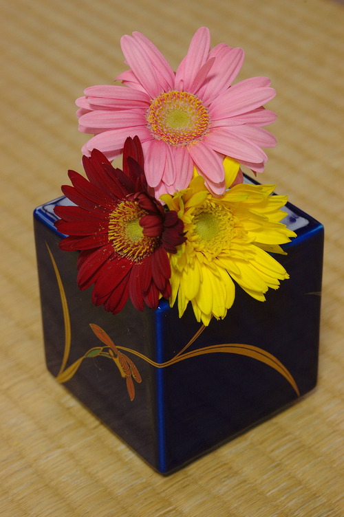 DSC_7723_477ga-bera_Ed01