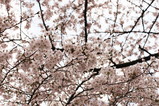 IMG_0027+1