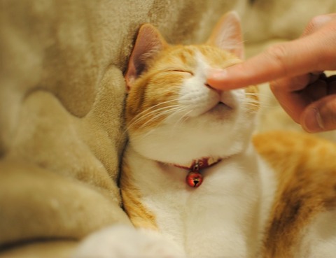 猫のナギ画像