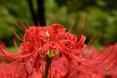 s-DSC_2434