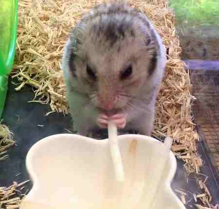 消化が悪い食べ物