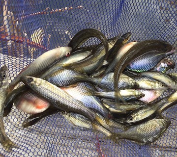 1908-3fish