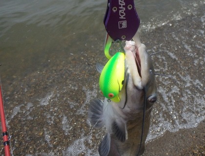 1698-7catfish&goro