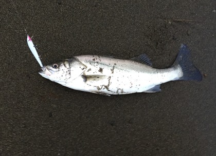 1865-7seabass