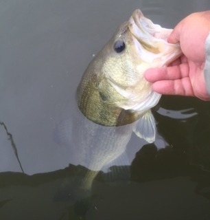 1629-6bass