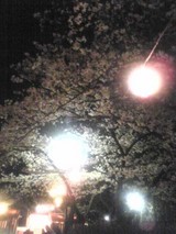 sakura2