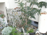 DSCF7802