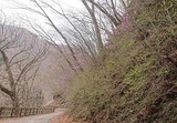 yamatsutsuji-1-20180417