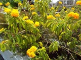 taipei-flower-3-20170718