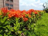 taipei-flower-4-20170718