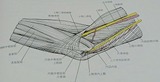 ulnar-nerve-20170912