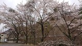 sakura-20180417