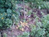 potate-20100811