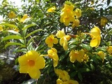 taipei-flower-1-20170718