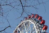 sakura-20120210