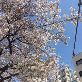 sakura