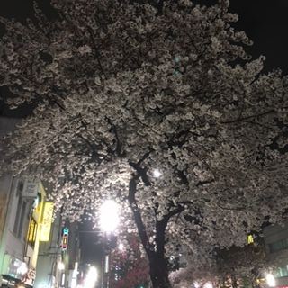sakura-2