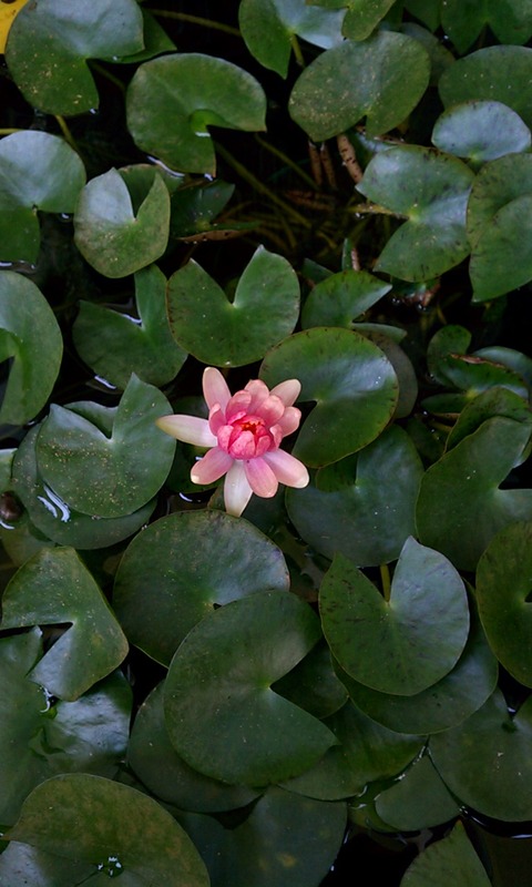 IMAG0594