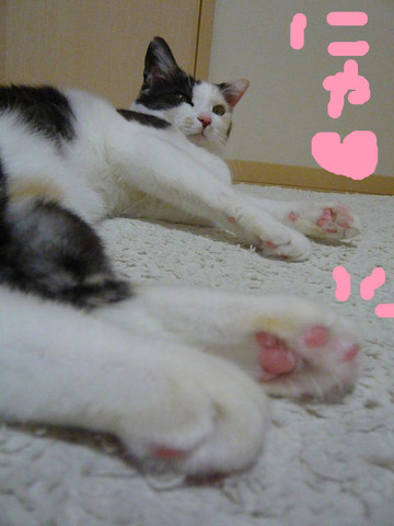 BlogPaint