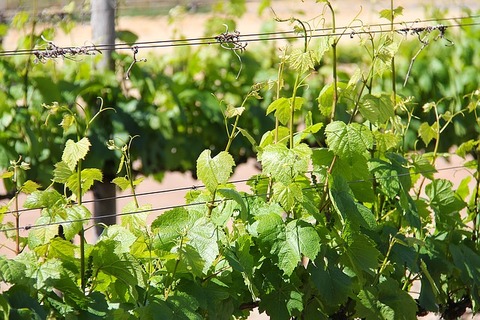 vineyard-1219175_640