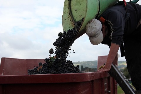 a-grape-picker-2408670_640