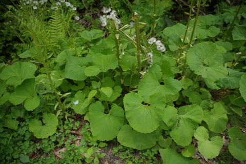 th_IMGP6562