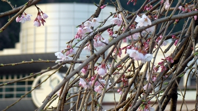 地球博物館のしだれ桜