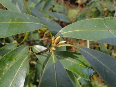 2011,12,7�֥��饫�����߲ꡦĺ��¦���