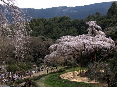 長興山枝垂れ桜
