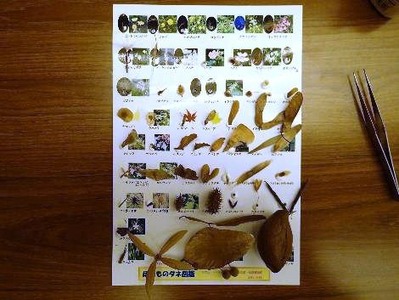 出来上がった実物タネ図鑑