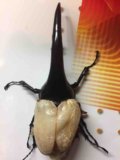 Amazonicoヘラクレス・ヘラクレス ♀70mmUP 5頭セット