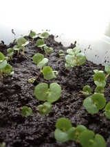 SHISO_W2_8