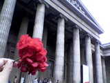 Flower_BritishMuseum