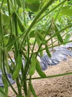 edamame7-28