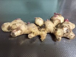 syouga10-10-21