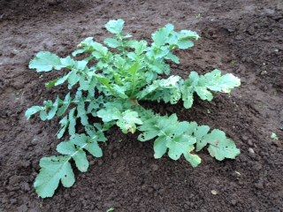 daikon7-18-2