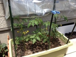 tomato5-30