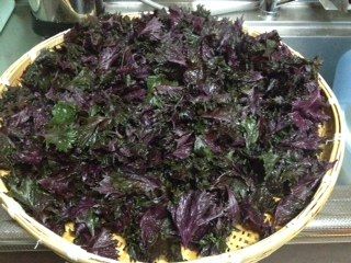 umebosi7-20-2