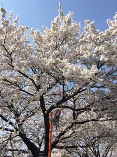sakura2015