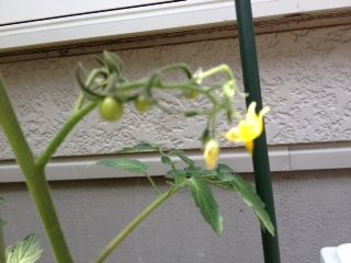 tomato5-30-4