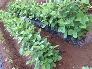 edamame8-8