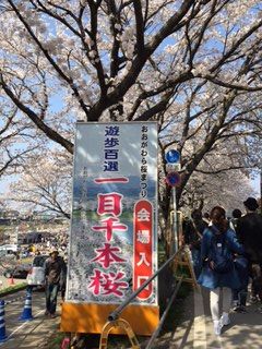 sakura2015-2